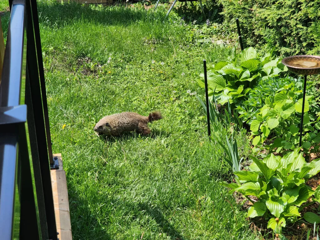 a groundhog walks across a lawn between a garden and a deck