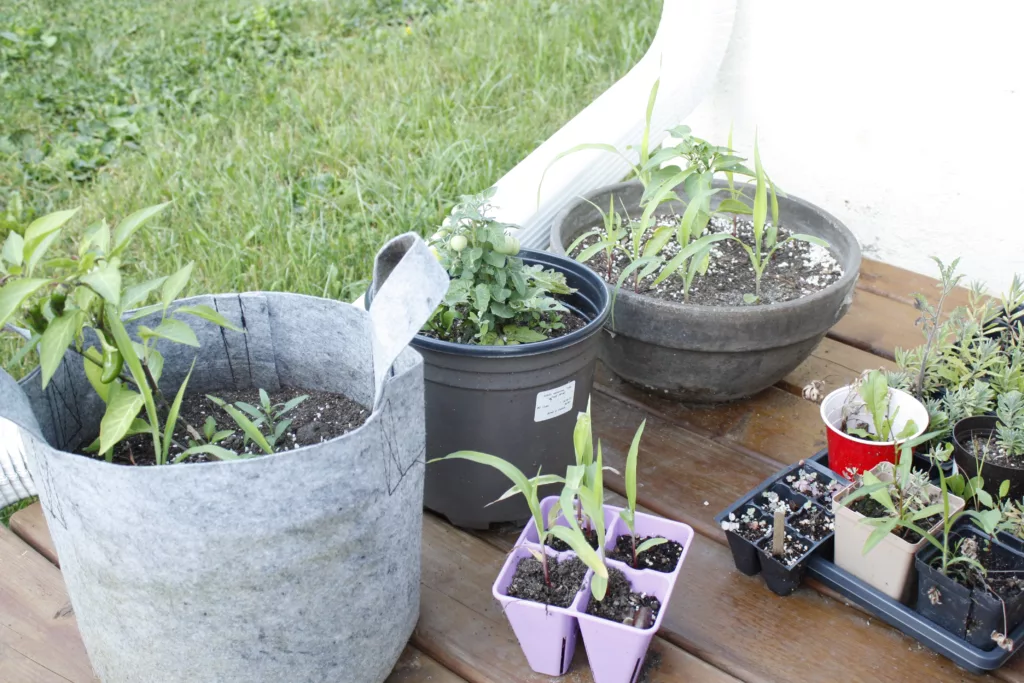a group of pots are filled with soil and plants. A grey pot has a pepper plant in it, a small plastic pot has a micro tomato and a wide, short brown pot is filled with corn.