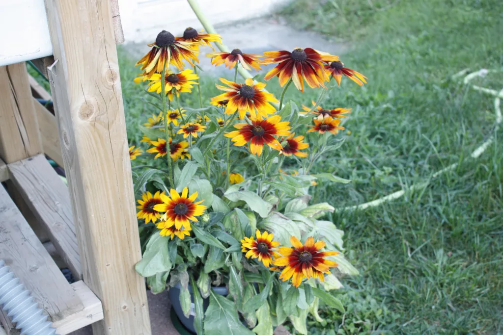 a pot is filled with black eyed susans flowering
