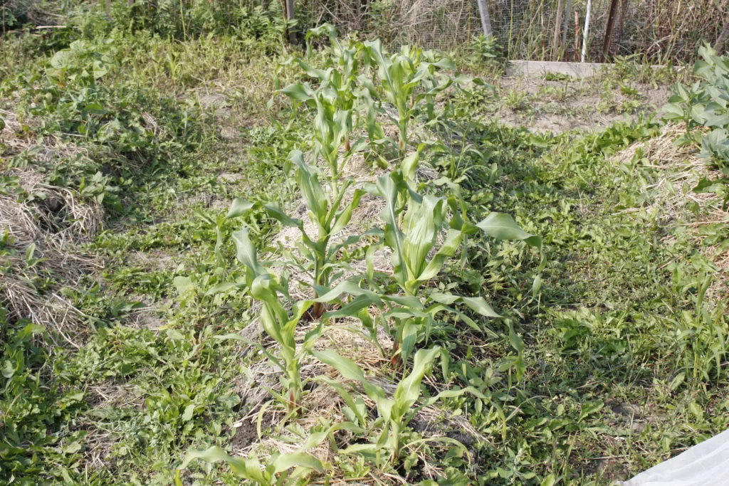 a garden row of corn is covered in switchgrass mulch with tons of weeds in the walkway