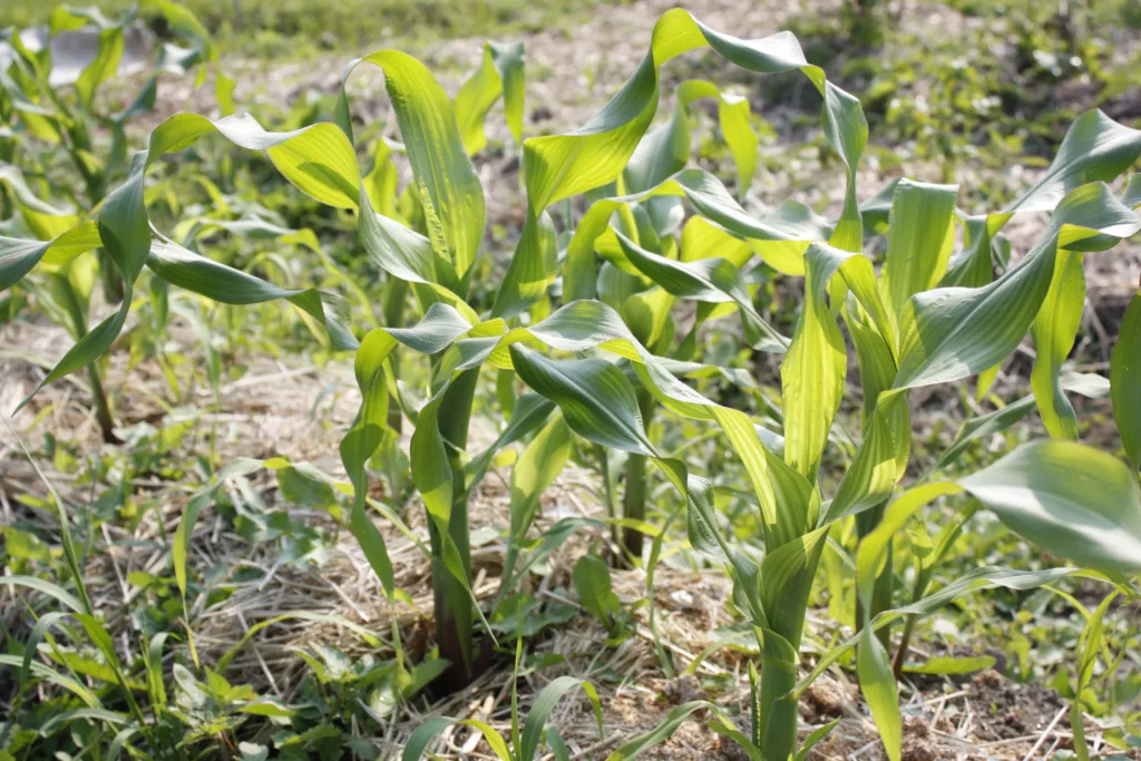 corn seedlings grow in the ground