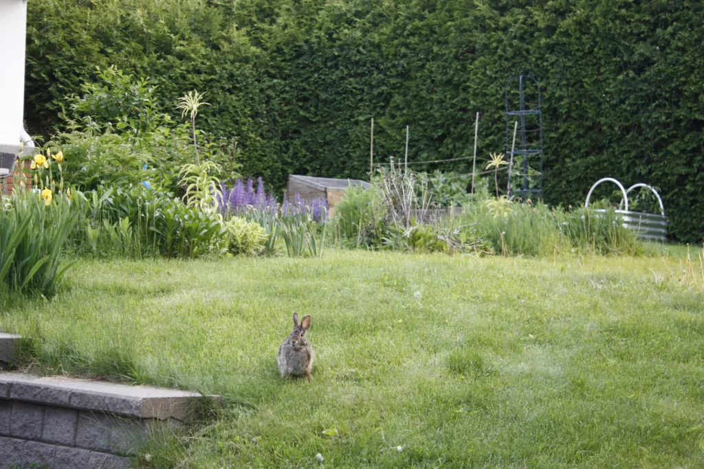 a rabbit sits in a front yard flower garden