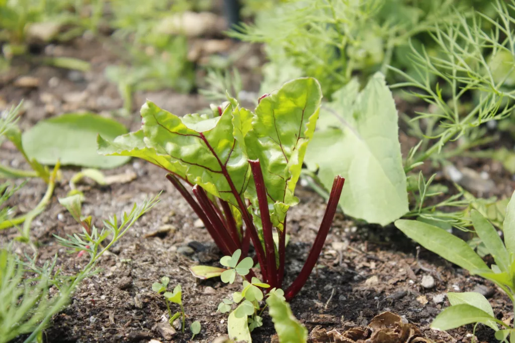 a beet plant where half the red stems have no leaves on them since they were eaten off, with other green leaves still attached