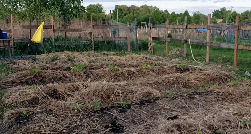 a garden allotment has a wood fence around the border, a yellow umbrella leaning on the side and rows of gardens filled with plants and switchgrass mulch