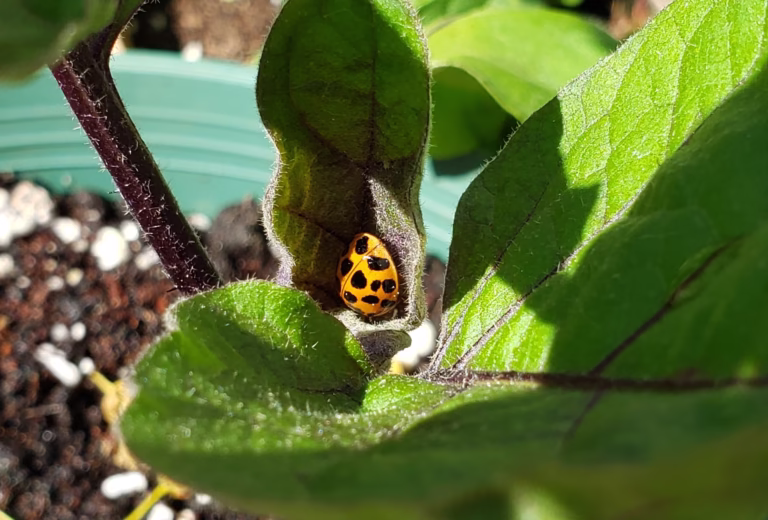 an orange ladybug is eating aphids in an eggplant
