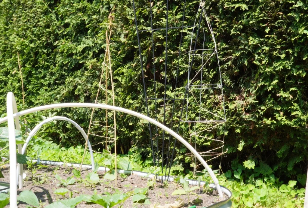 a garden with small seedlings in it has three trellises, one made of stakes, one made of tomato caghes and a flat trellis across the back