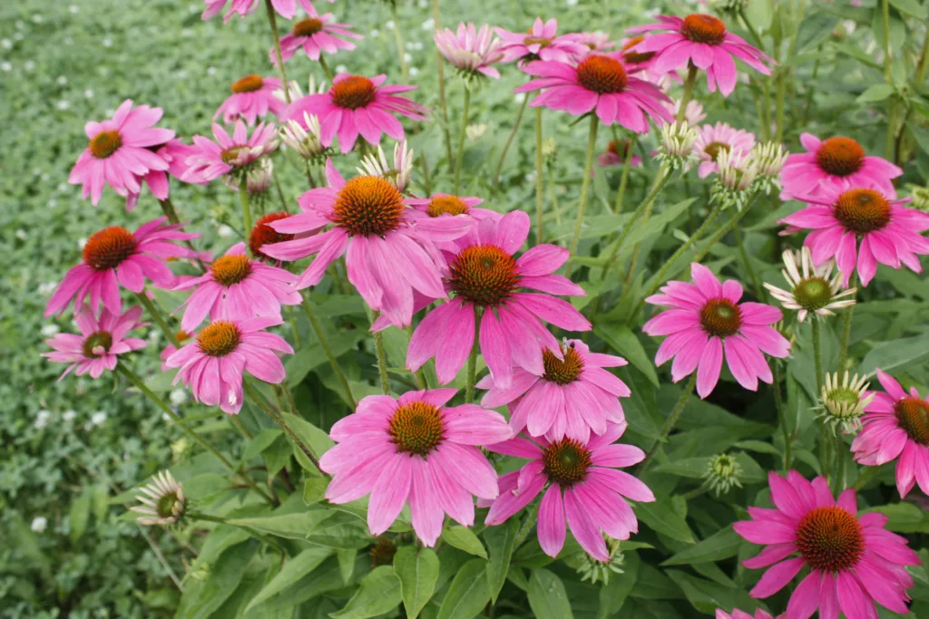 pink echinacea flowers bloom in a group together