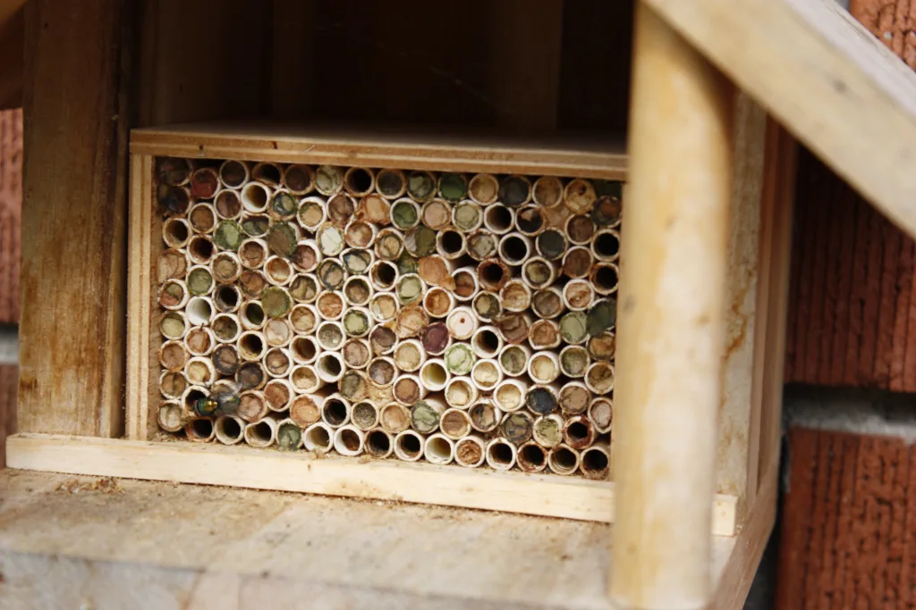 a bee house filled with tubes that bees have plugged up to lay their eggs