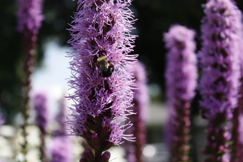 a group of purple liatris, blazing star, are blooming with a bumblebee in the centre of the photo pollinating the flower