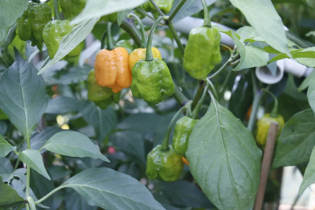 a super hot pepper that is orange and green is filled with fruit