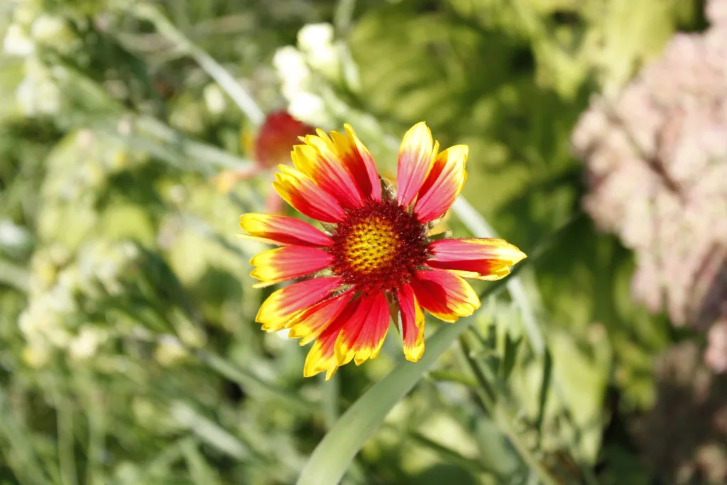 a red and yellow blanket flower blooms in the centre of the photo