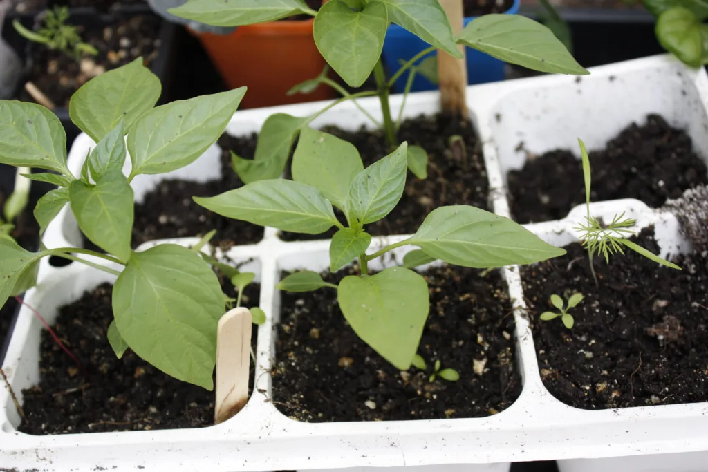 pepper seedlings sit in a 6-cell white container