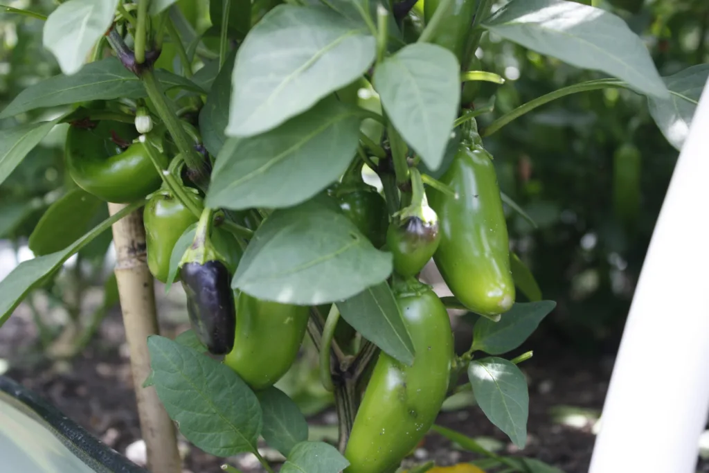 a jalapeno plant loaded with green jalapeno fruit