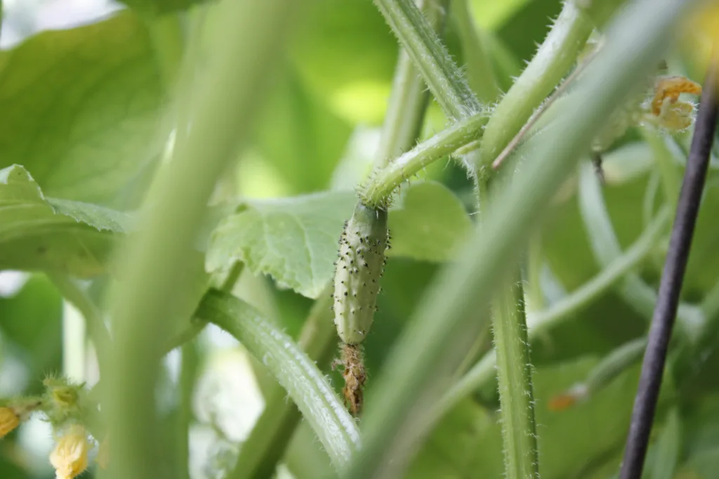 a cucumber that was pollinated by bees