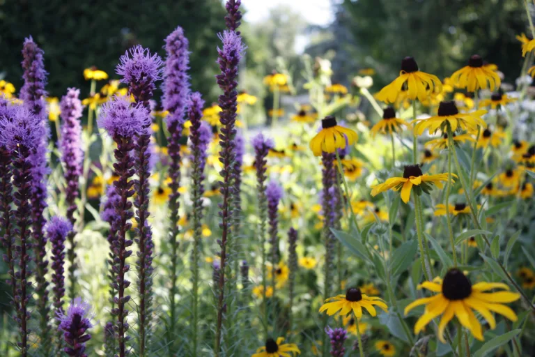 blazing star liatris on the left beside rudbeckia on the right