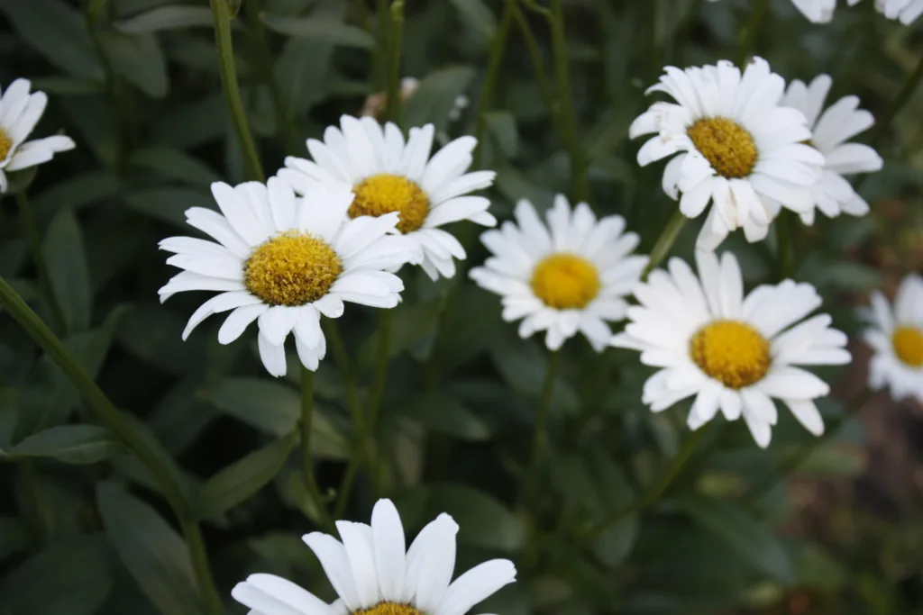 a group of white daisies are blooming