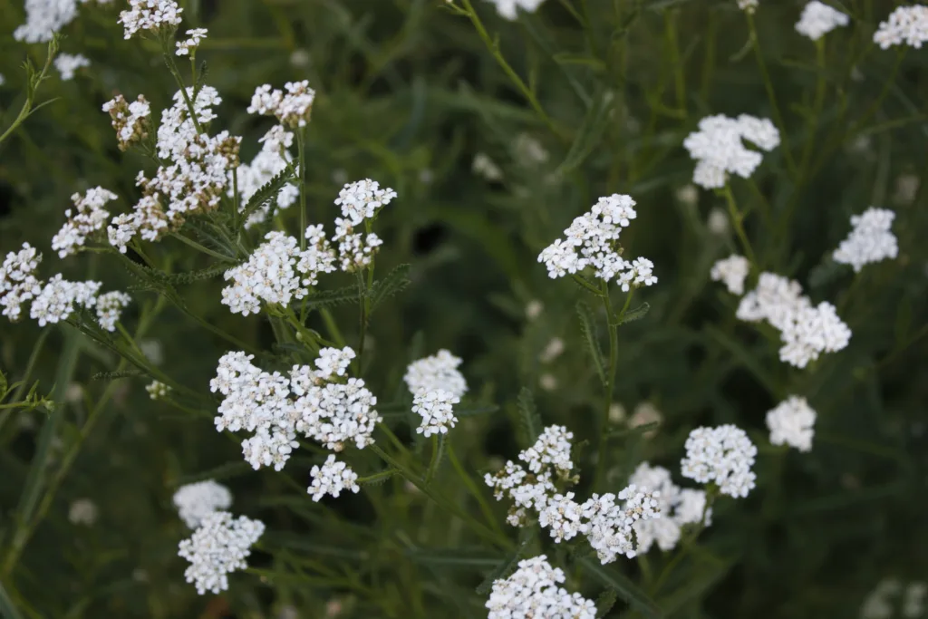 white yarrow blooms in bunches