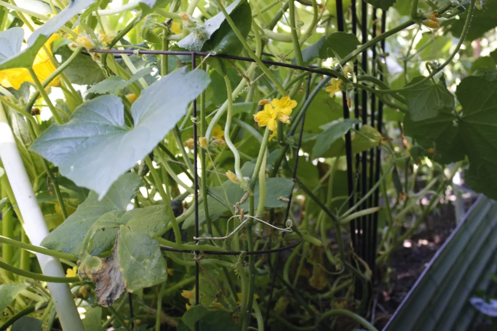 a cucumber plant is growing up a tomato cage