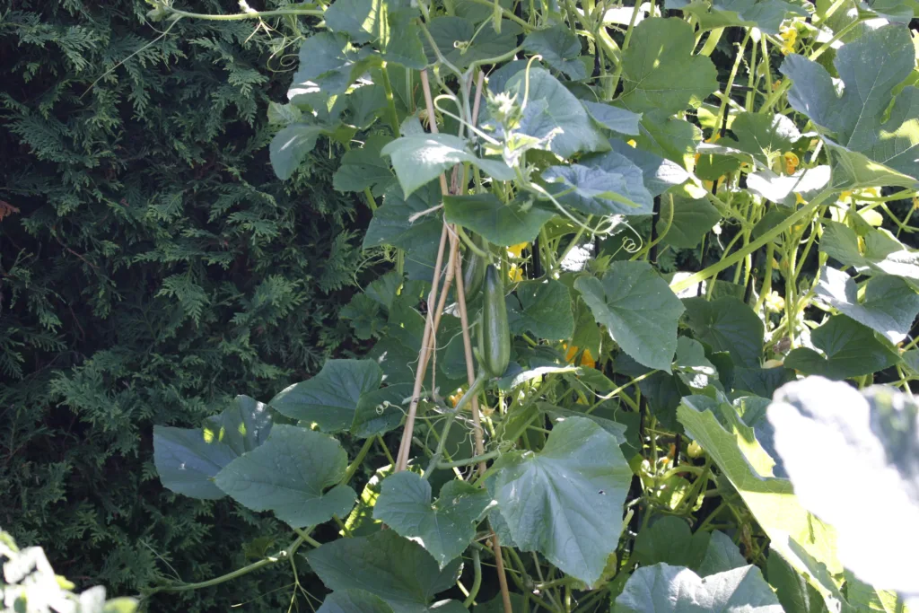 a bamboo teepee trellis has cucumbers growing up it with two cucumbers in the centre of the plant