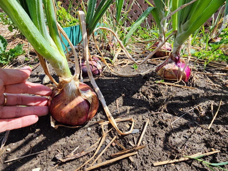 red onions almost ready to be harvested