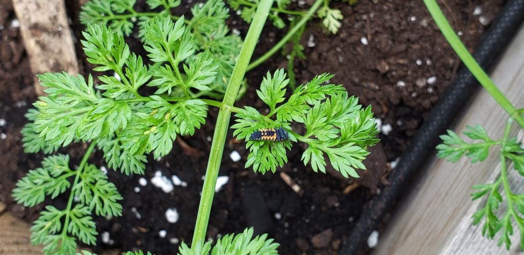 a leaf is filled with aphids and a lady bug larva