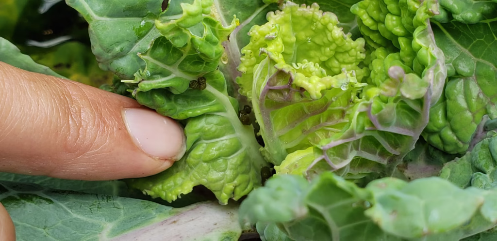 a cabbage plant has giant brown balls of cabbage moth poop