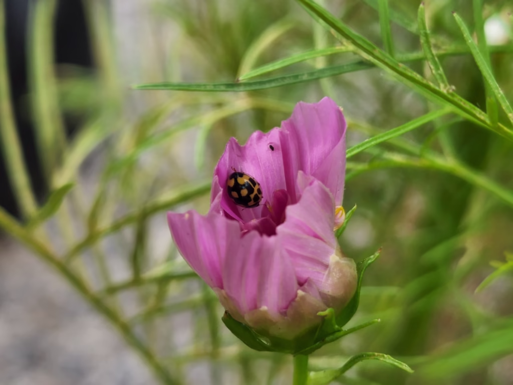an orange an black ladybug on a pink cosmo flower