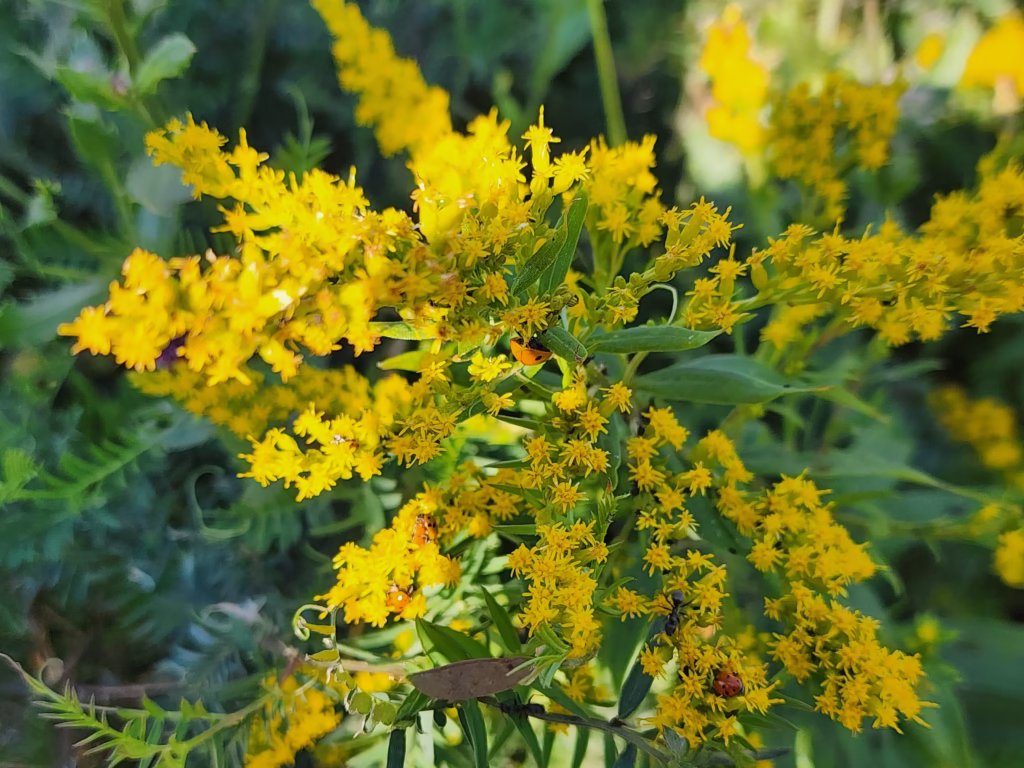 a group of ladybugs on a goldenrod plant