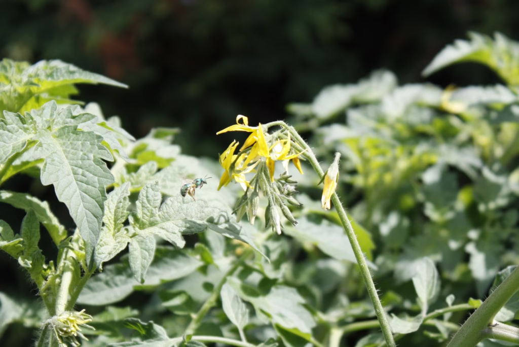a green bee flies toward a yellow tomato flower
