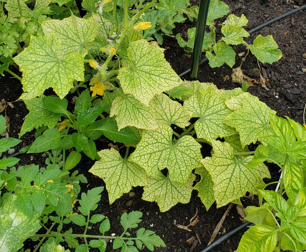 a cucumber plant shows obvious signs of nutrition deficiency