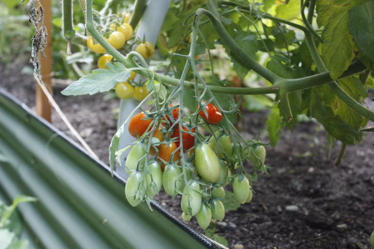 san marzito tomato cluster hangs on a plant infront of a cluster of white currant tomatoes