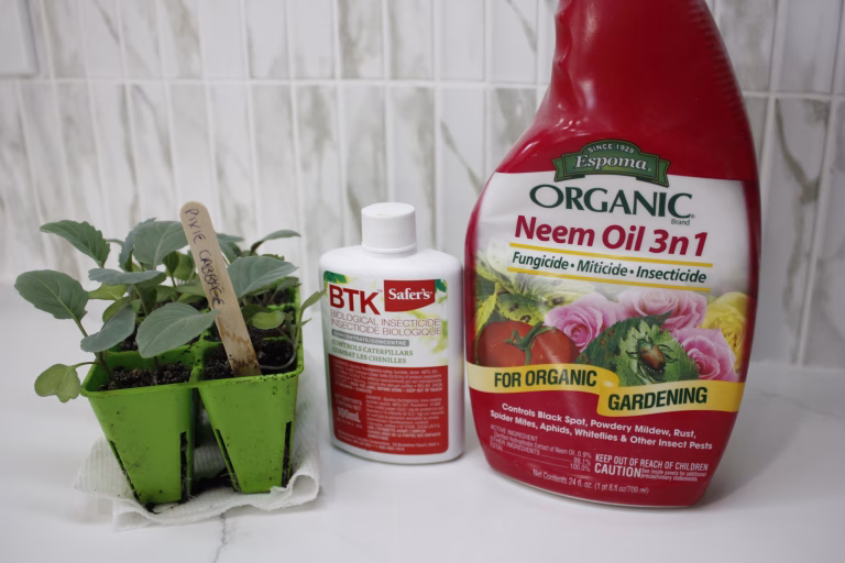 cabbage seedlings in a 6-cell pack sit beside a bottle of BTK and a bottle of Neem Oil