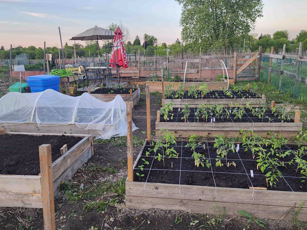 an allotment filled with wooden raised beds and small seedlings
