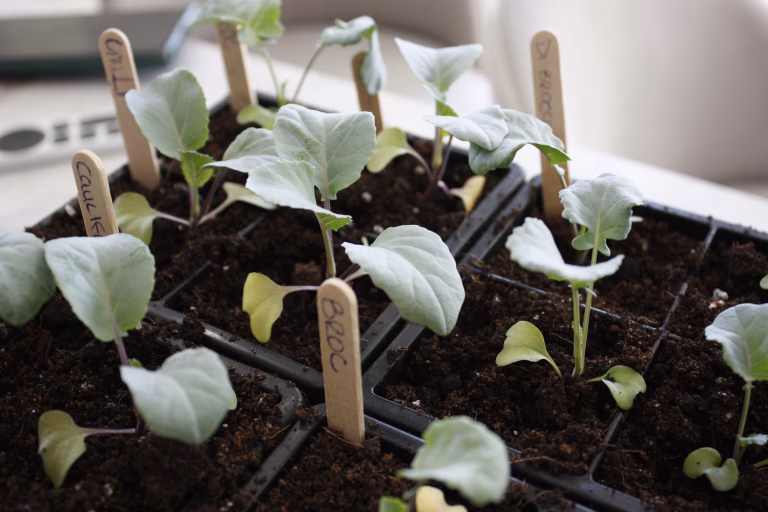 broccoli seedlings in soil